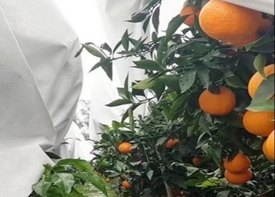 kopen Warmte-isolatie en doorschijnende tuin- koudbestendige samengestelde niet-geweven stoffen online manufacture