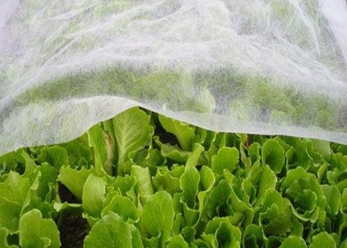 kopen Duurzaam watervriendelijk PP niet-geweven anti-insecten warmte lichttransmissie voor landbouw online manufacture