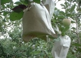 kopen 100% PP nonwoven stof Breedte 10-320 cm voor fruitzakken Houd warm online manufacture
