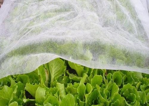 kopen PP nonwoven Stoffen Anti-vriezing Insectenbestrijding voor landbouw online manufacture
