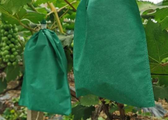 kopen Niet-geweven hoeszakken voor premiumbescherming voor de bananenverbouwing online manufacture
