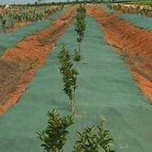 kopen Niet-geweven onkruidbarrièrestof      Duurzaam, ademend bodembedekking voor tuinen en boerderijen online manufacture