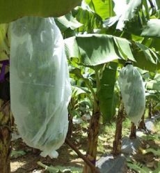 kopen Weed Control Agriculture PP Nonwoven for Planting Customize Weight Color Width Length online manufacture