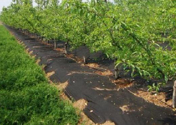 kopen Gronddekking/van het de Stoffenonkruid van de Landschapslandbouw de Controlestof niet - Giftige Zwarte Groen online manufacture