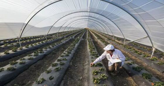 Protect Fruit Vegetable Use Agricultural Nonwoven Manufacturer Export